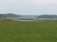 Wet Marsh
