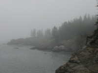 Foggy walk on the shore