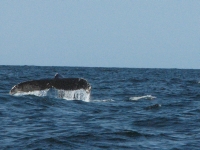 A Tail of a Whale