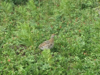 Grouse in the brush