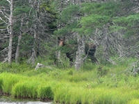 Moose at Benjies Pond