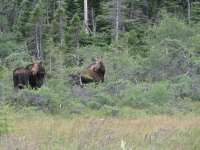 A couple of moose
