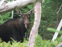 Moose cow at Berry Pond
