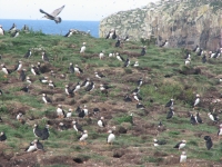 Puffins on Puffin Rock
