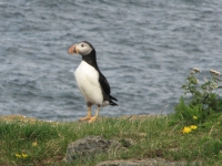 Puffin posing for us
