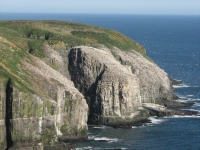 Bird-covered Cliffs at Cape St. Marys