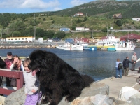Newfoundland dog posing with the tourists