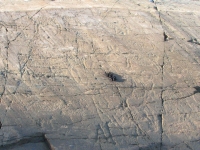 Petroglyphs at Machias Bay 