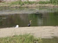 Cormorant and gull