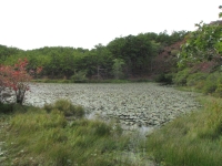 Pond on the Beech Trail