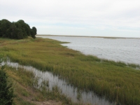 Marsh on Cape Cod 
