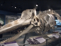 Whale skeleton 
