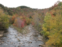 Massachusetts forest in the autumn 