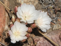 Flowers above Big Bear