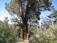 A big juniper tree