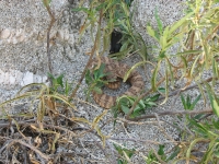 Small rattlesnake