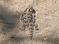 Horny toad