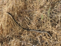 Another snake