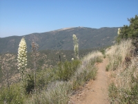 The trail north of Agua Dulce