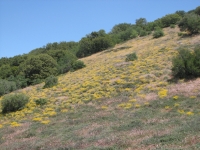 Flower covered hill