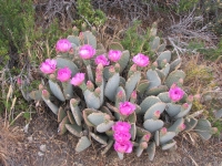 Prickly Pear in bloom