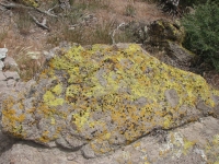 Lichen on the rock