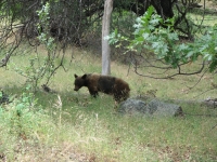 Bear in Sequoia