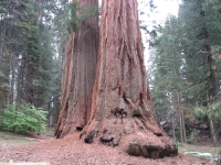 Twin Sequoias