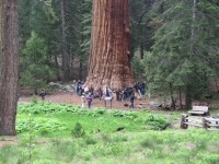 Measuring a big Sequoia