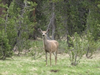 Tame national park deer